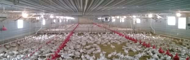 Feasibility Study Turkey Farming Jakarta, Indonesia