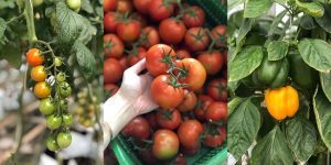 Tomatoes, bell peppers growing in the polyhouse