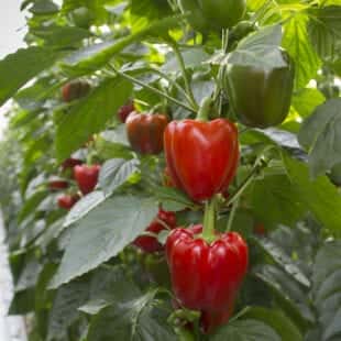Webinar Series: ‘Food Safety – The Journey from Plant to Plate’