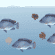tilapia breeding