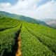 India agriculture