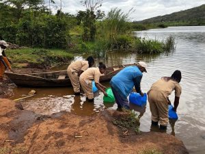 Picture4 Restocking Lake Gishanda With Fingerlings