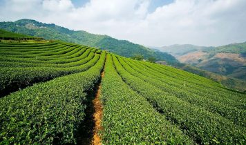 India agriculture