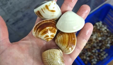 AquaGeneVietnam - Clam production