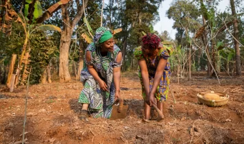 Asset 4Mozambique Agriculture