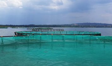 Uganda fish farm - Cage farm