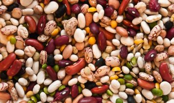 NFIA to conduct a sector study on the Dutch ecosystem of alternative protein