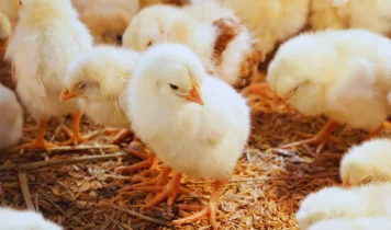 PoultryTechBangladesh - Project image 02