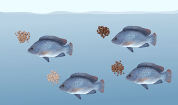 tilapia breeding